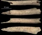 Oase canine vechi de 12000 de ani descoperite în Alaska Foto François Lanoë University of Arizona School of Anthropology