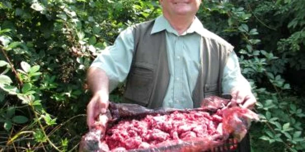 Bistriţa: Tone de fructe de pădure au luat calea Italiei