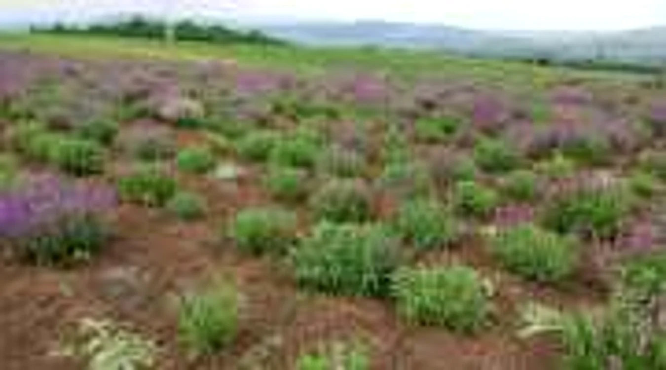 familie ocna mures agricultura