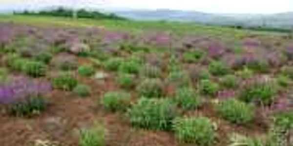 familie ocna mures agricultura