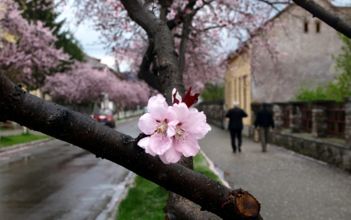 Piersicii au înflorit şi au răspândit un parfum puternic în împrejurimi. FOTO: D.Guţă, ADEVĂRUL.