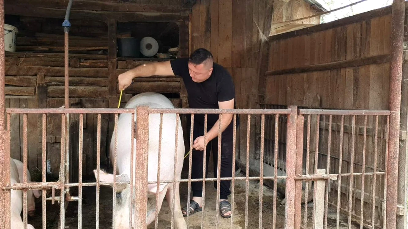 Proprietarul lui,  Dan Praf, nu are  de gând să-l taie