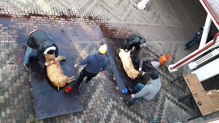 Sacrificarea porcilor Bombonel și Ghiță a durat două ore