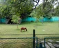 Zoo Targoviste