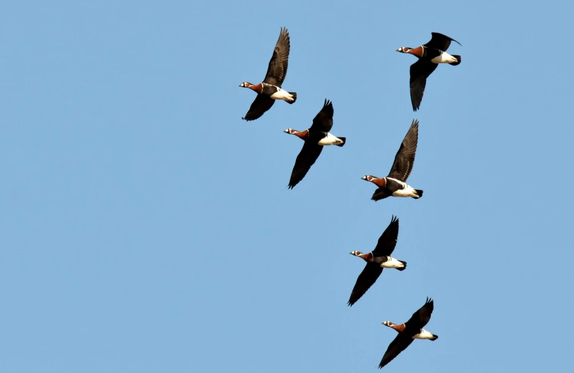Păsări rare în Delta Dunării SURSA SOR
