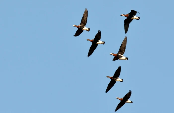 Păsări rare în Delta Dunării SURSA SOR