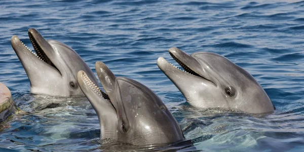 Delfin FOTO Shutterstock