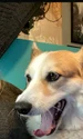 waldo corgi jess parker captura video jpg