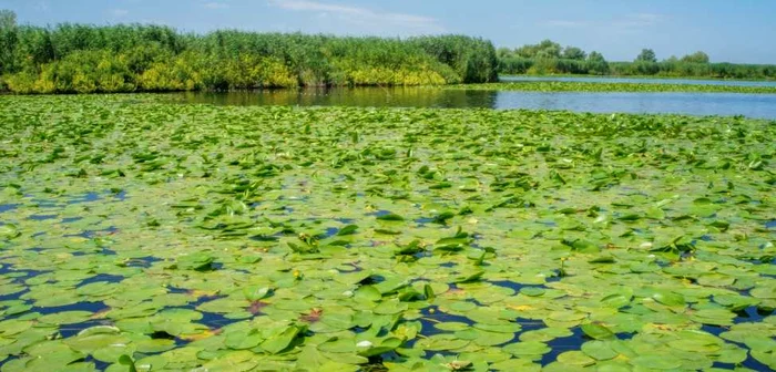 Delta Dunării - patrimoniu natural unic