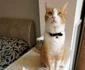 Kitty