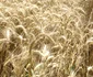ferma de la darvari-mehedinti FOTO Corina Macavei