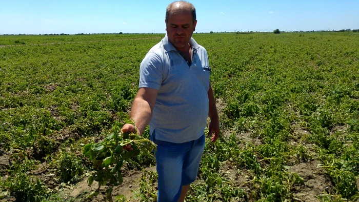 “Vrejul este retezat”, spune necăjit Marius, agricultor din LunguleţuFoto: "Adevărul"