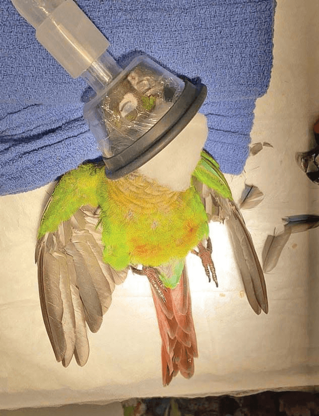 Content image