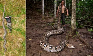 radu frentiu guinness world record jpg