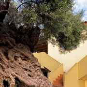 Oldest Olive Tree Crete 2021 Dimitra Damian Credit GR 2 1392x783 jpg webp