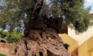 Oldest Olive Tree Crete 2021 Dimitra Damian Credit GR 2 1392x783 jpg webp