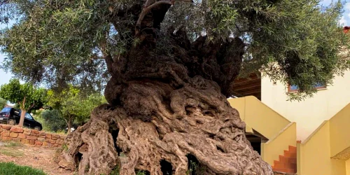 Oldest Olive Tree Crete 2021 Dimitra Damian Credit GR 2 1392x783 jpg webp