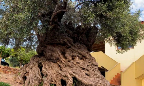 Oldest Olive Tree Crete 2021 Dimitra Damian Credit GR 2 1392x783 jpg webp