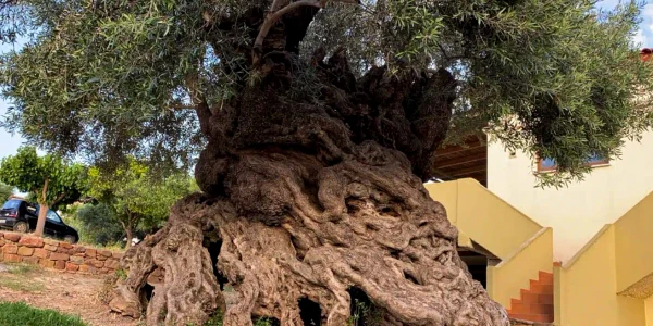 Oldest Olive Tree Crete 2021 Dimitra Damian Credit GR 2 1392x783 jpg webp