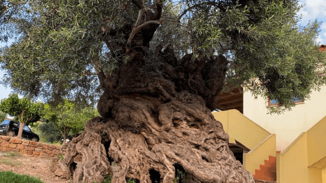 Satul din Grecia unde crește cel mai vechi măslin din lume. Arborele are 3.000 de ani, încă rodește și atrage mii de turiști în fiecare an