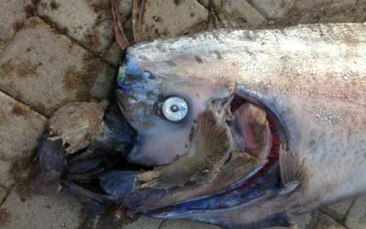 Oarfish - pestele vasla FOTO AFP