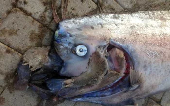 Oarfish - pestele vasla FOTO AFP