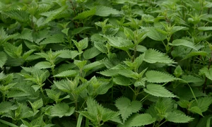 ariesa66 nettle 335448 1280 jpg