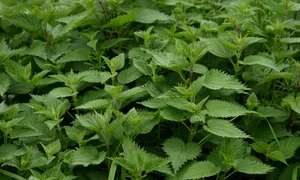 ariesa66 nettle 335448 1280 jpg