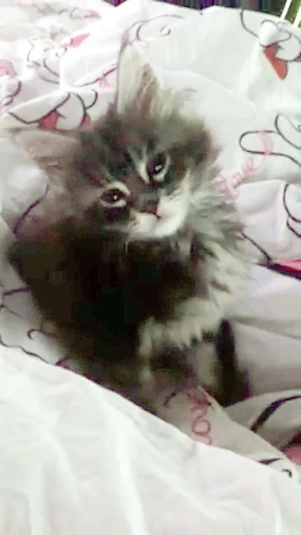 Motanul Shadow, noua achiziţie a Oanei