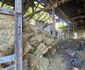 Gara municipiului Brad și anexele sale Foto Daniel Guță ADEVĂRUL (31) jpg