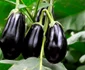 vinete shutterstock 1043958175 jpg
