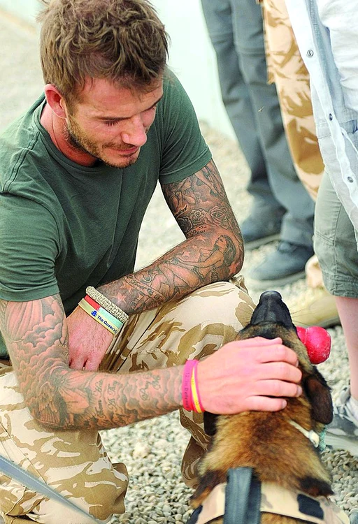 David a fost impresionat de câinii forţelor armate