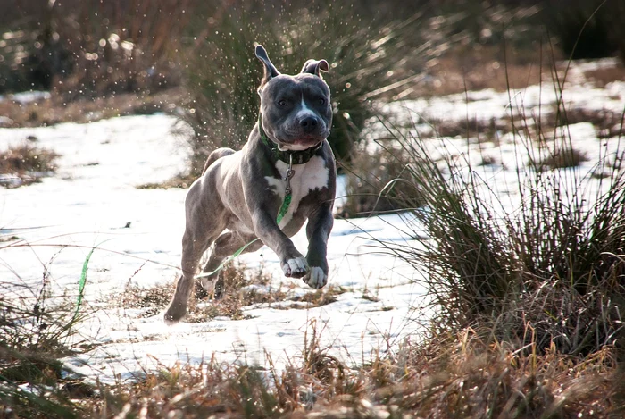 Copiii au fost mușcați de doi câini Amstaff și Buldog Foto: Pixabay