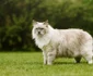 5 shutterstock 283360379 ragdoll jpg jpeg