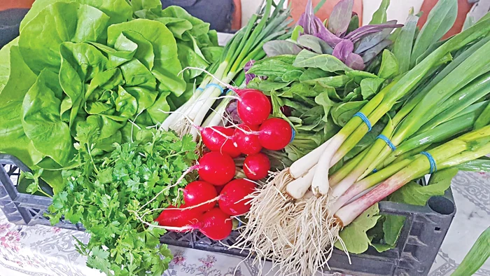 
    Soţii Iordache n-au încotro  şi pun singuri răsadurile  de ceapă în pământul uscat Fotografii: adevarul.ro    