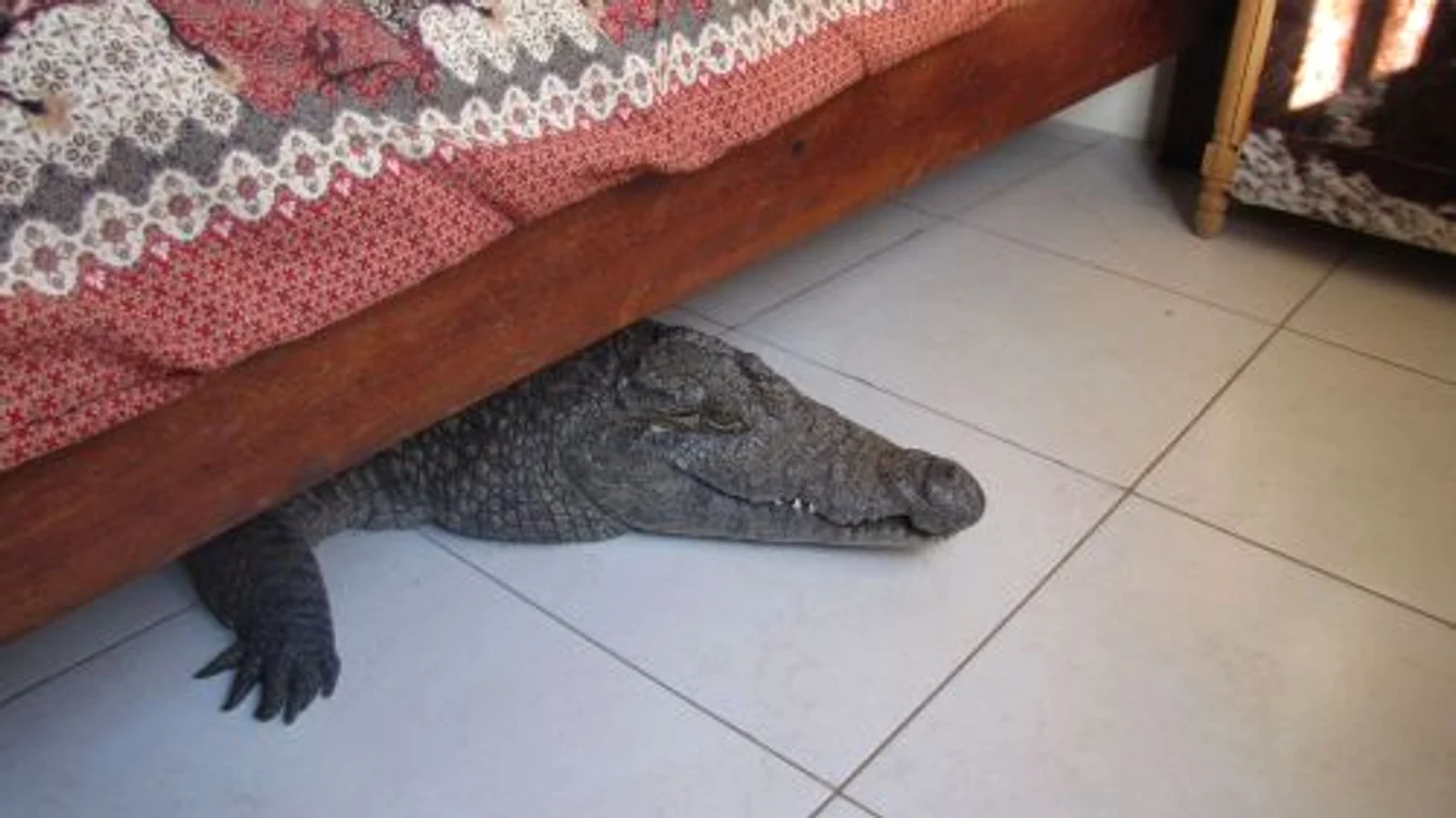 Crocodil (FOTO CATERS)