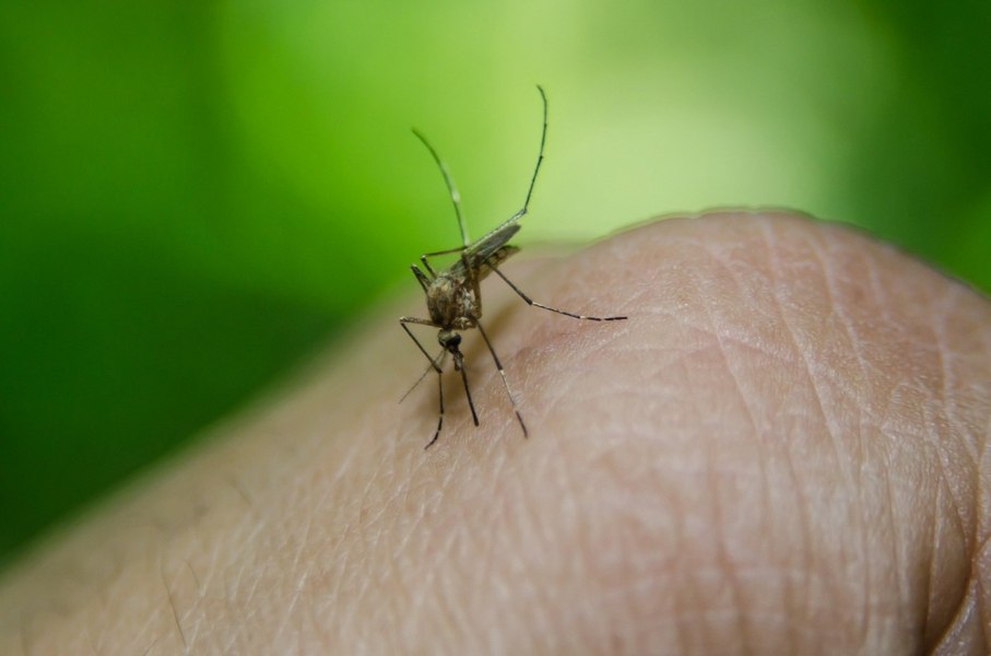 Bilanțul infectării cu West Nile în primele două luni de vară: 2 cazuri confirmate, unul probabil. Cum să te ferești de înțepăturile de țânțar