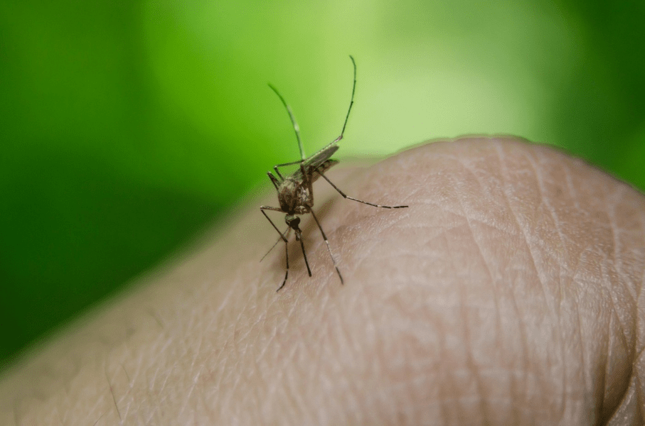 INSP: 14 persoane au fost infectate cu virusul West Nile în ultima săptămână