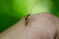 ţinţar insecta west nile foto pixabay