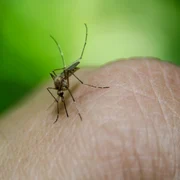 ţinţar insecta west nile foto pixabay
