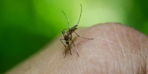 ţinţar insecta west nile foto pixabay