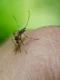 ţinţar insecta west nile foto pixabay