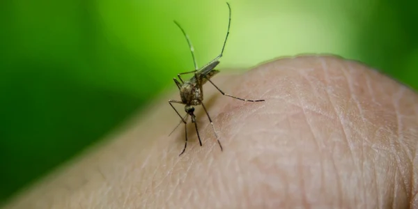 ţinţar insecta west nile foto pixabay
