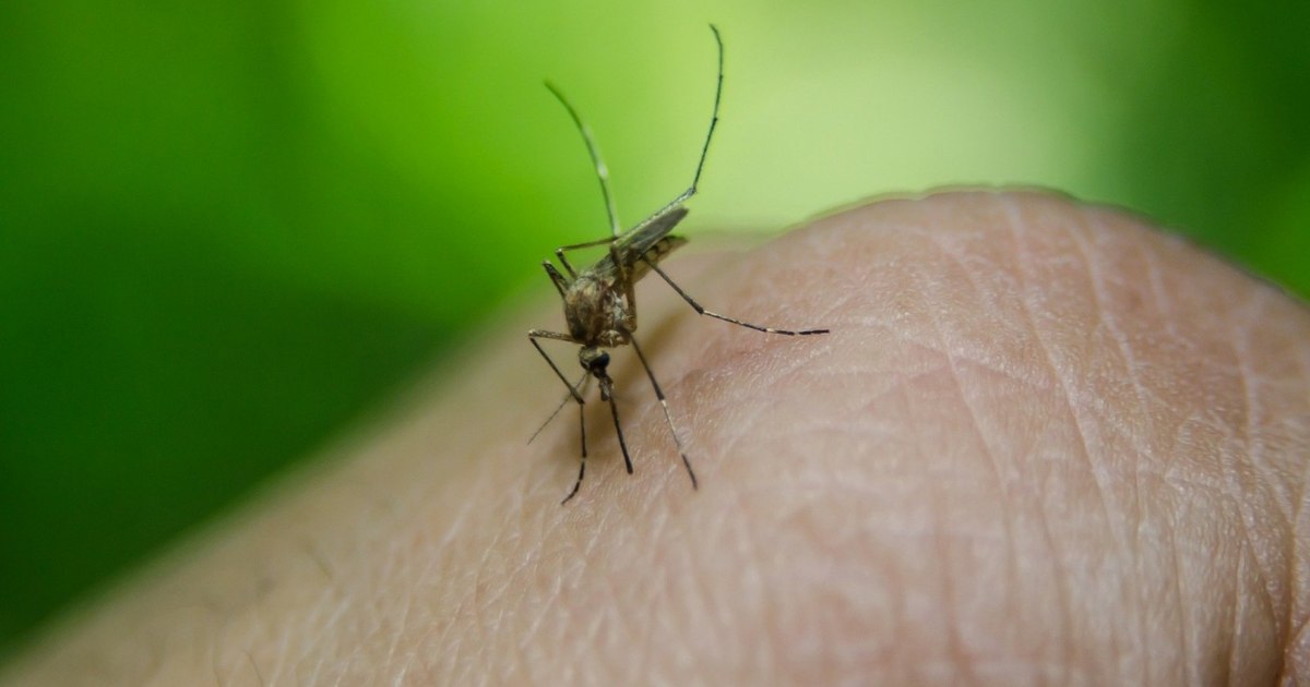 Bărbat de 57 de ani, infectat cu virusul West Nile, în stare critică la ATI în Timișoara. Bărbat de 57 de ani, infectat cu virusul West Nile, în stare critică la ATI în Timișoara.