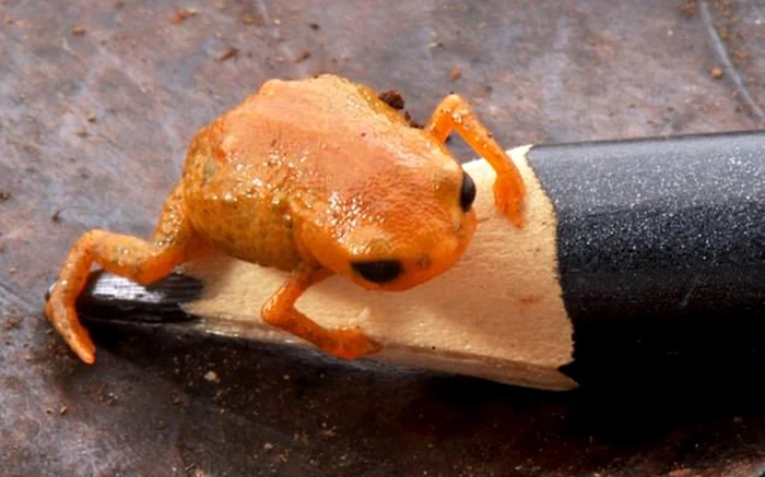 Broscuța a fost găsită în Brazilia / foto: Luiz F. Ribeiro