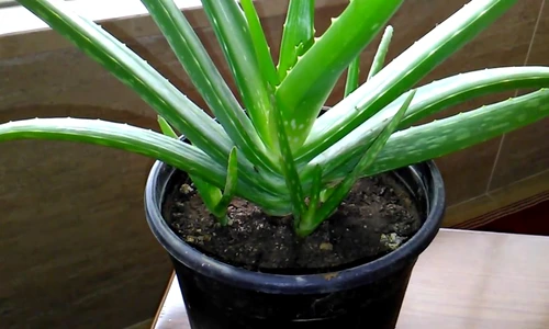 1 75988 original jpg jpeg