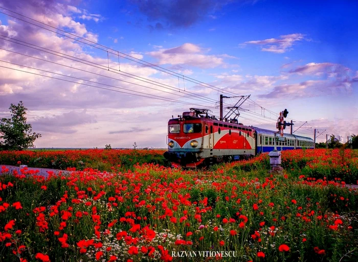 Câmpuri de mac FOTO Răzvan Vitionescu