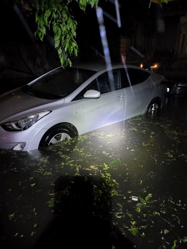 copac rupt Bucuresti 02 jpg