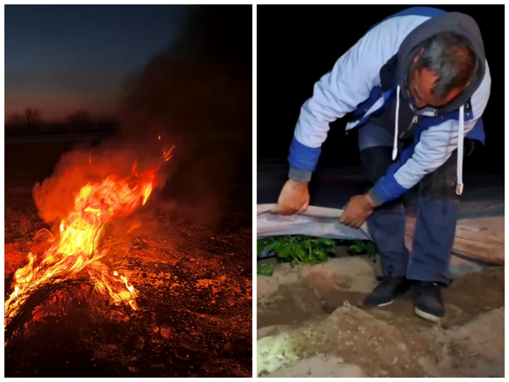 Fermierii fac eforturi să-și protejeze culturile de îngheț FOTO: Adevărul 