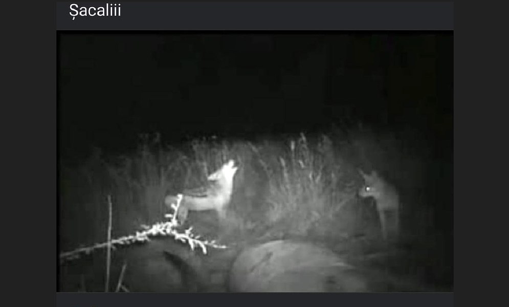 Șacali văzuți într-un cartier din Galați. Localnicii au sunat speriați la 112, iar jandarmii fac căutări 